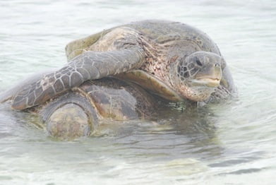 Turtles Wilson Island 2