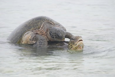 Turtles Wilson Island