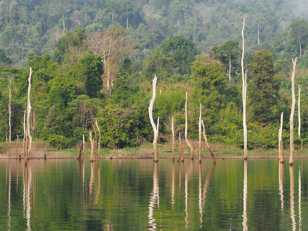 Morning Safari view of tree trunks standing in the lake