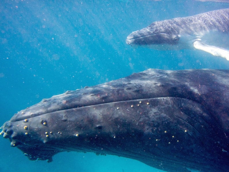 Humpback Whale Ningaloo Reef