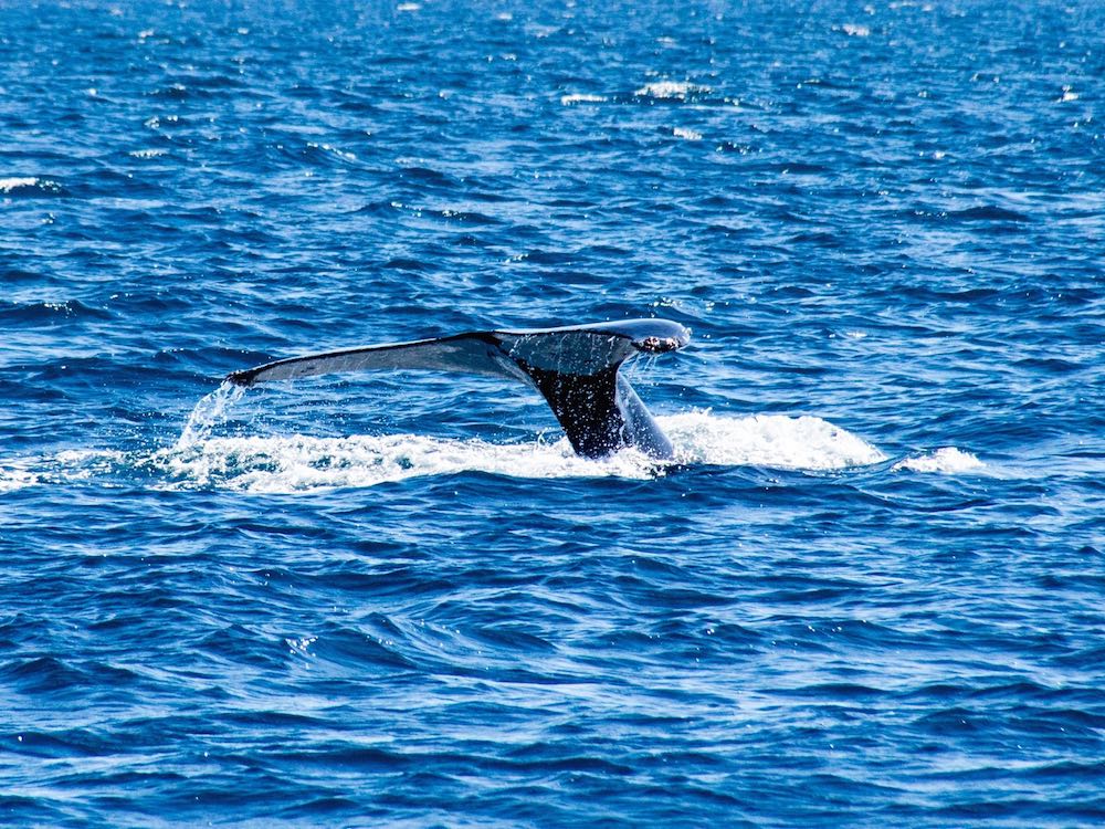 A humpback whale's tail before it submerges