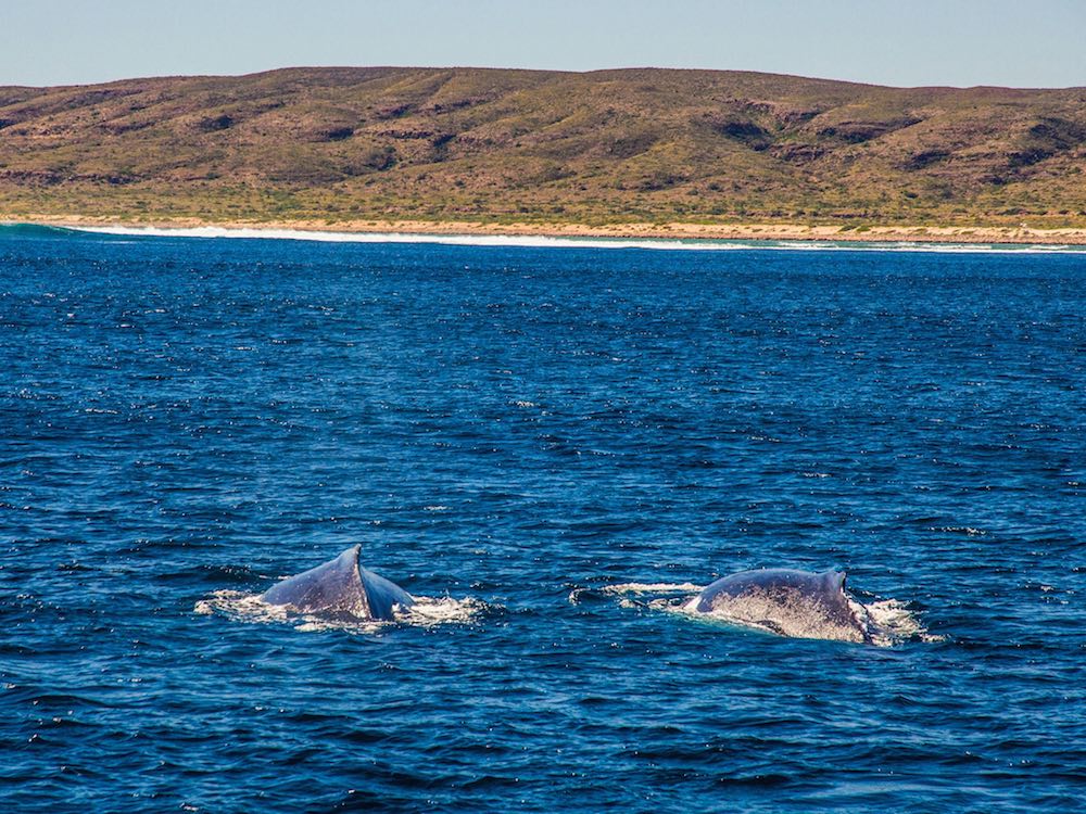 Two humpback whales swimming side by side