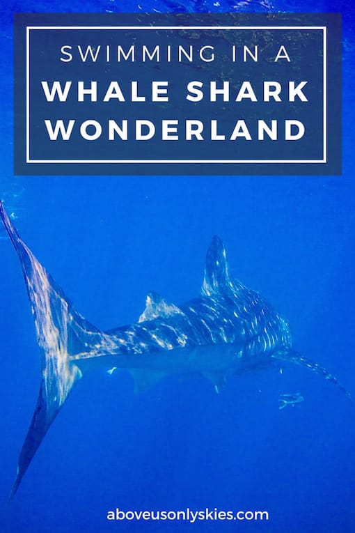 SWIMMING IN A WHALE SHARK WONDERLAND..