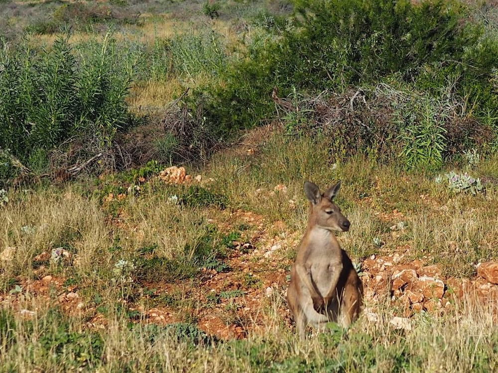 A kangaroo stands beside the highway