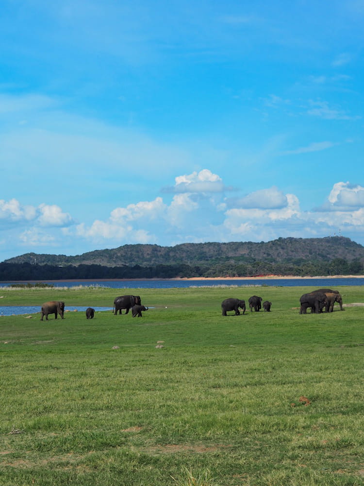 Minneriya National Park Sri Lanka....