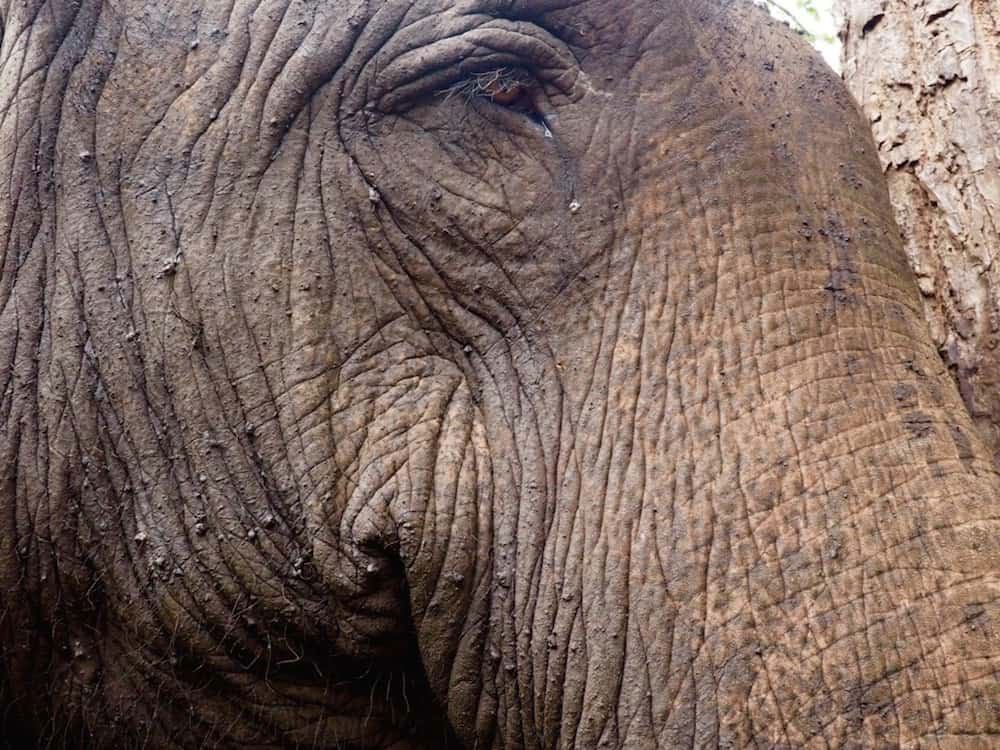 Closeup of a 92-year old elephant