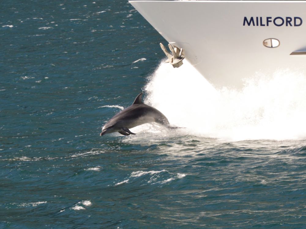 A dolphin swimming in Milford Sound 