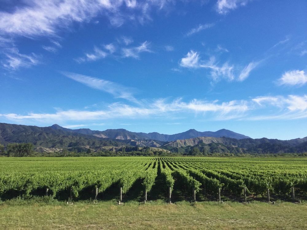 Vines in the Wairau Valley