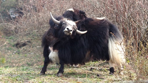 A yak Nepal