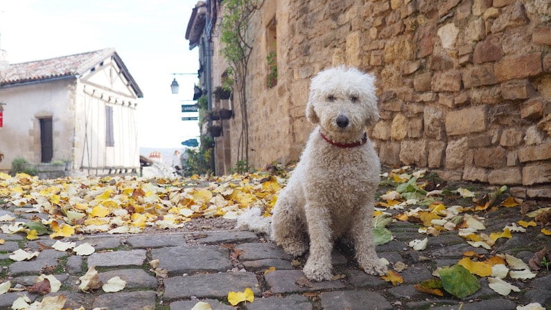 What’s It Like To Travel And Mind Other People’s Pets?