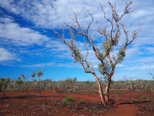 A Swag, A Dingo And The Australian Outback