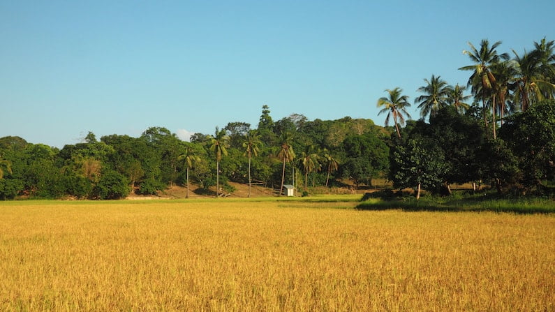 Cornfields San Fernando Palawan