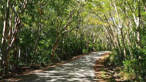 Tree canopied road Siquijor