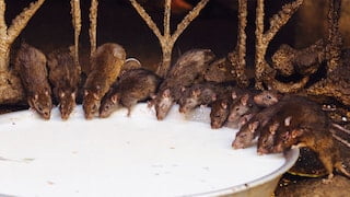 Rat Temple Near Bikaner Rajasthan.