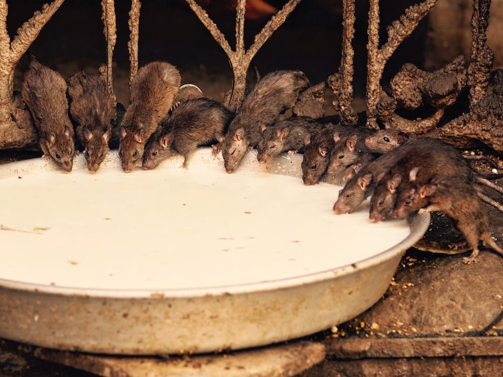 Rats drinking milk in The Rat Temple
