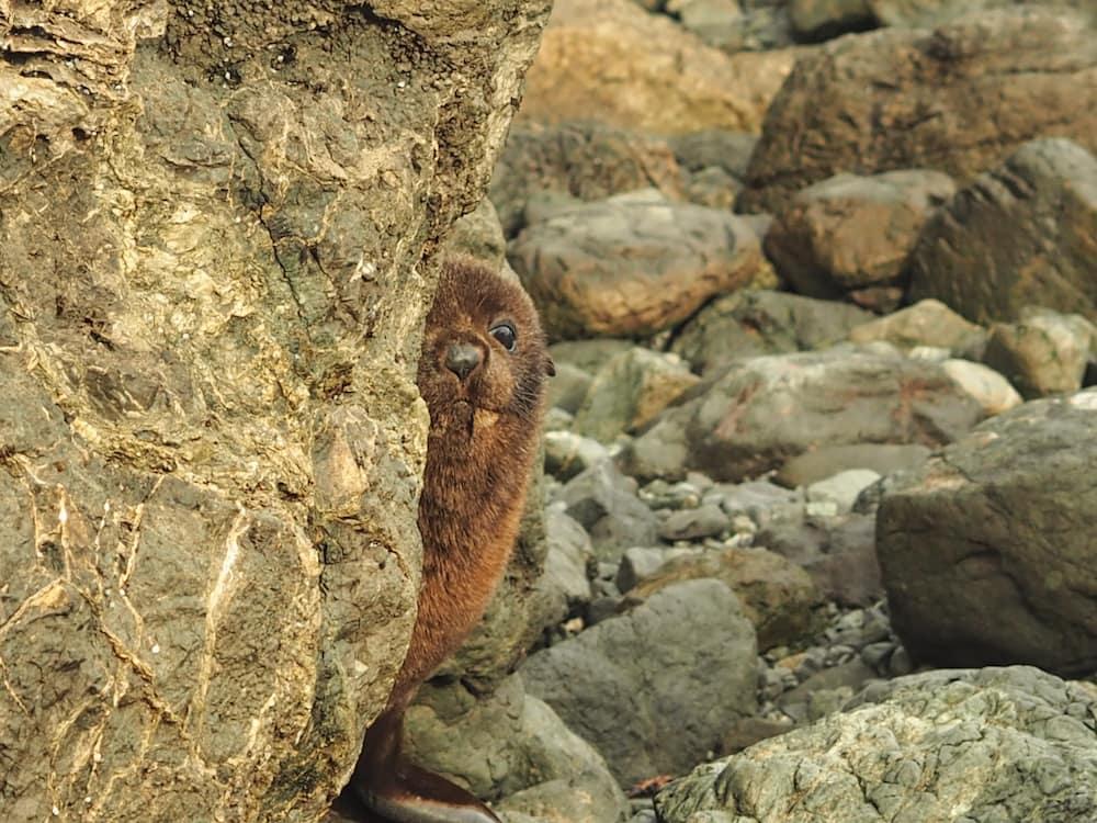 Seal pup Cape Palliser NZ North Island