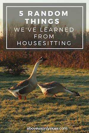 From flooded bedrooms and being locked out of the house to forever regretting teaching the parrot a new phrase - here are the top five lessons we've learned from housesitting