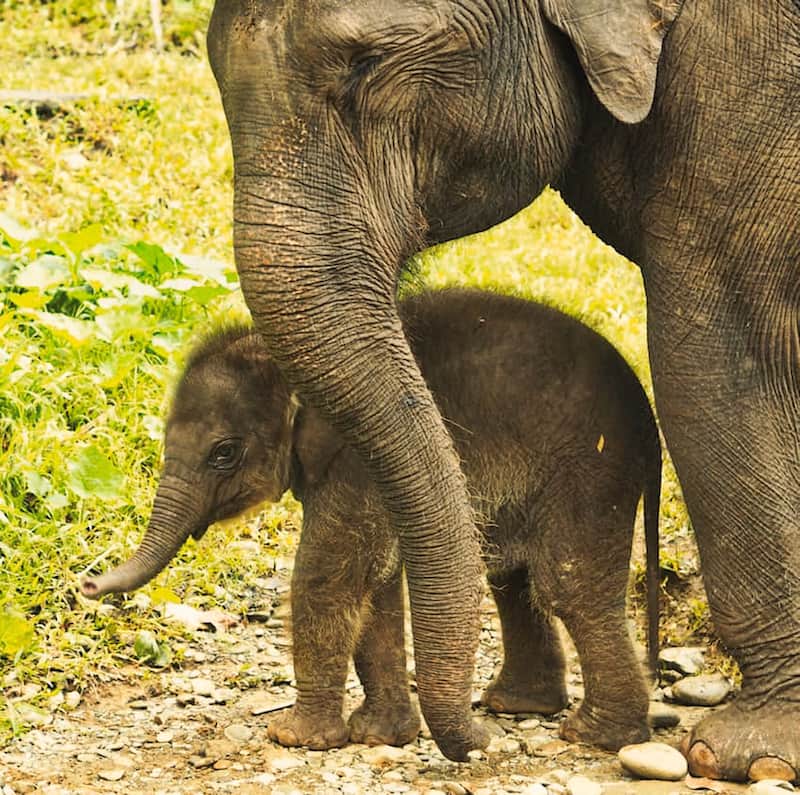 Elephant mother with baby Sumatra 1