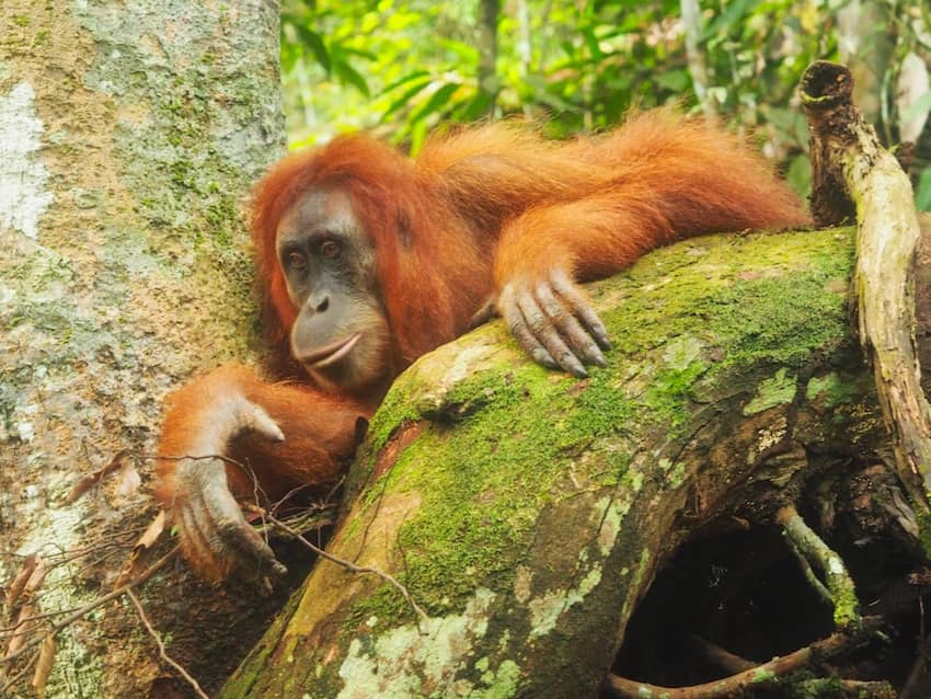 Janice the orangutan Sumatra