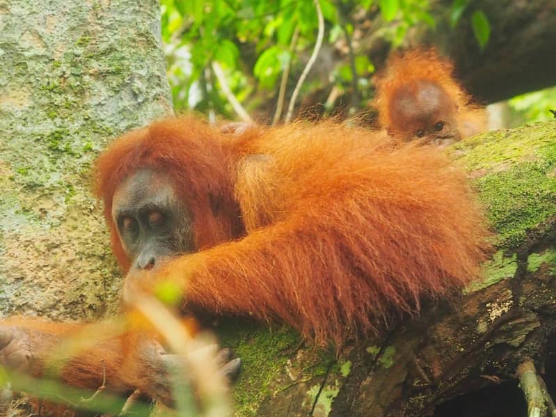 Janice the orangutan with baby Sumatra