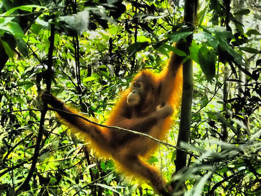 Orangutan swings through the trees Sumatra