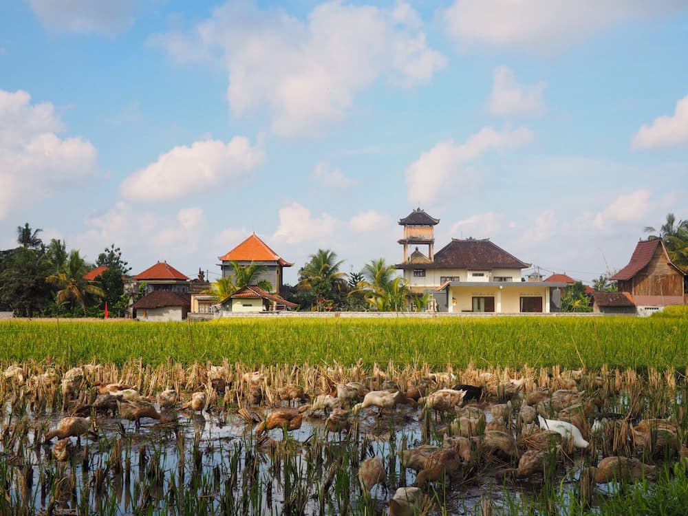 Rice Fields - Authentic Bali