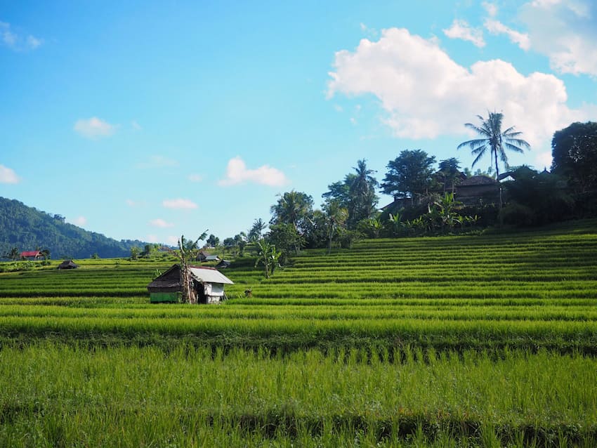 Rice fields Sidemen Valley Bali