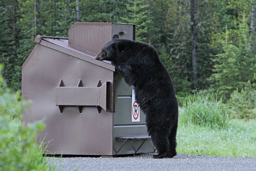 What Does “Bear-Proof” Actually Mean? – BearSaver