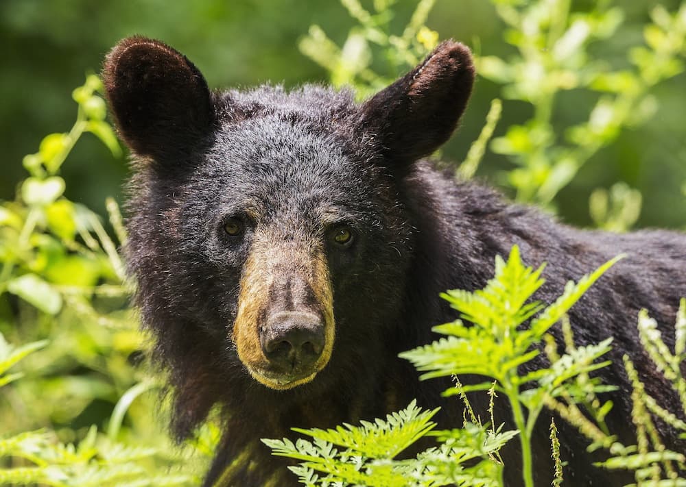 Black bear..