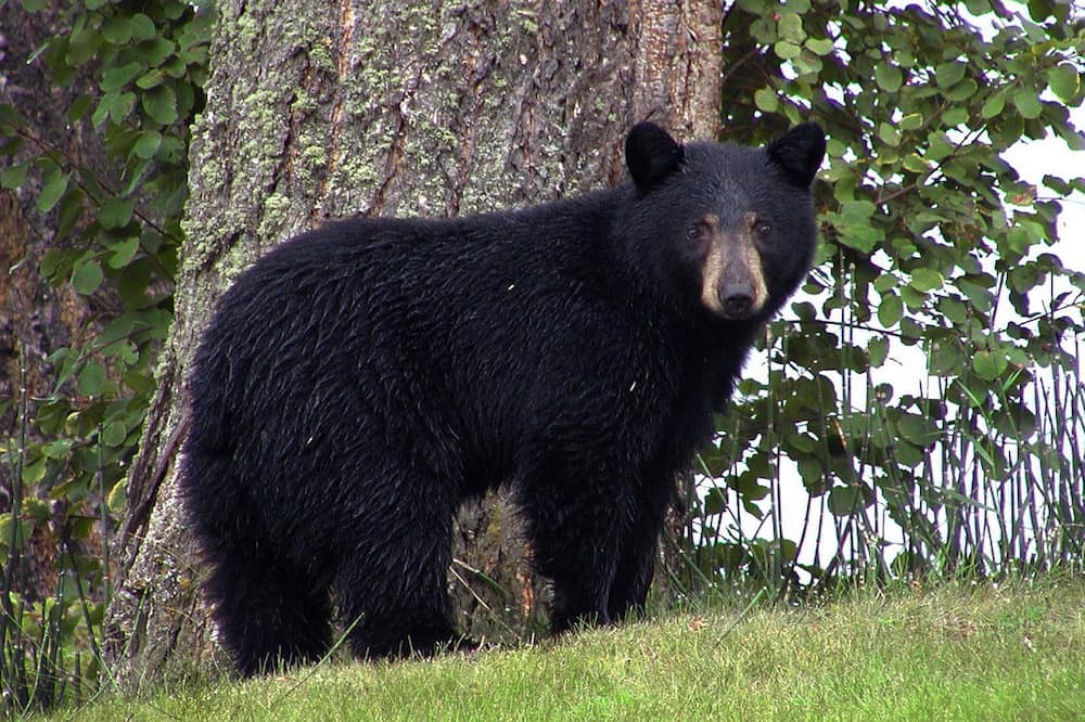 What Does “Bear-Proof” Actually Mean? – BearSaver