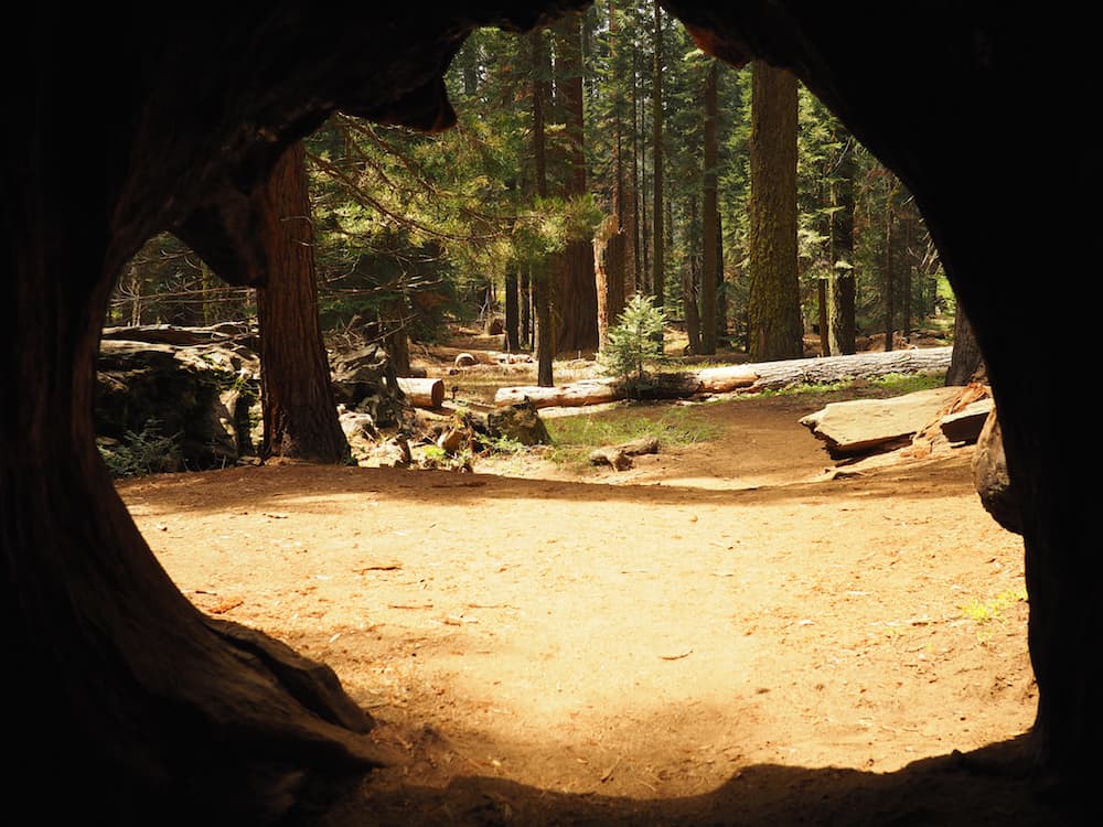 Crescent Meadow Sequoia National Park hollow tree 1