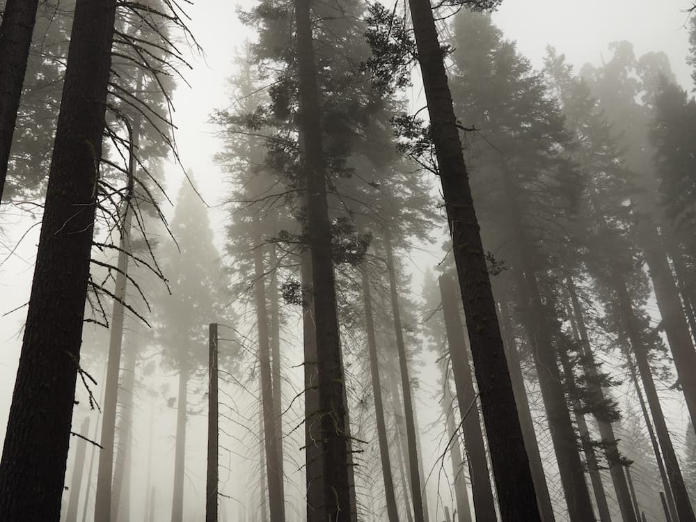 Crescent Meadow Sequoia National Park trees and mist