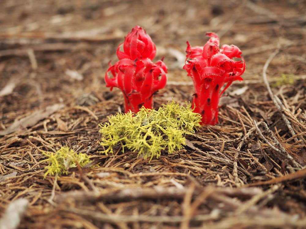 Red flowers in Sequoia National Park