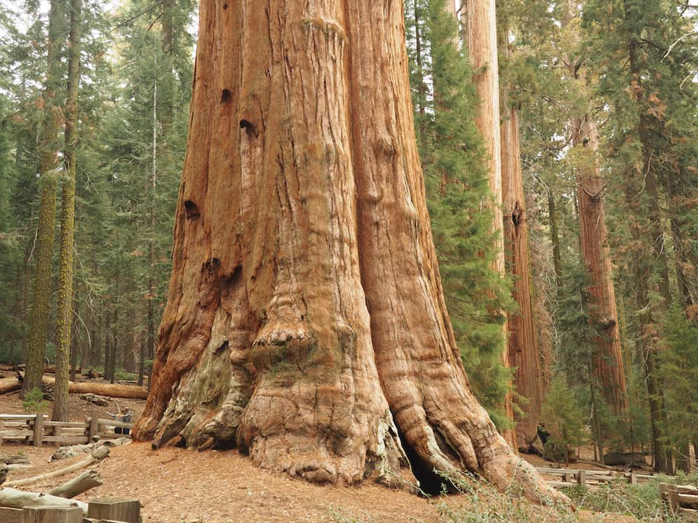 General Sherman Tree Sequoia National Park scale 1