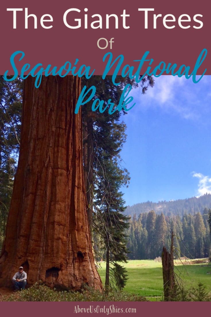 Home to the world's largest tree, California's Sequoia National Park is truly a Land Of Giants - here's our guide on how to see the best of what it has to offer #travelUSA #SequoiaNationalPark #RoadTripUSA #CaliforniaTravel #USANationalParks