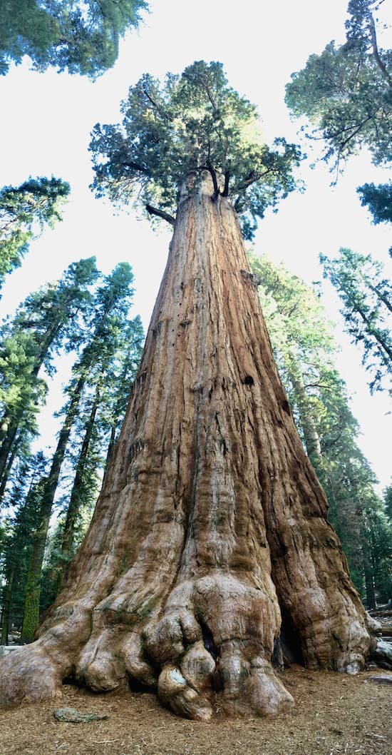 Sequoia tree in full view