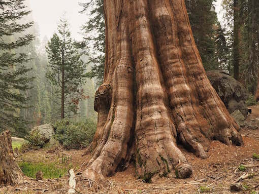 THE GIANT TREES OF SEQUOIA NATIONAL PARK.....