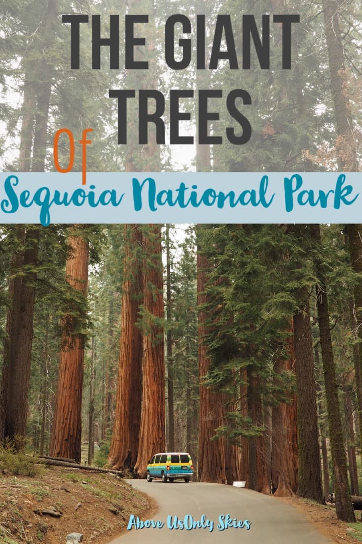 Home to the world's largest tree, California's Sequoia National Park is truly a Land Of Giants - here's our guide on how to see the best of what it has to offer #travelUSA #SequoiaNationalPark #RoadTripUSA #CaliforniaTravel #USANationalParks