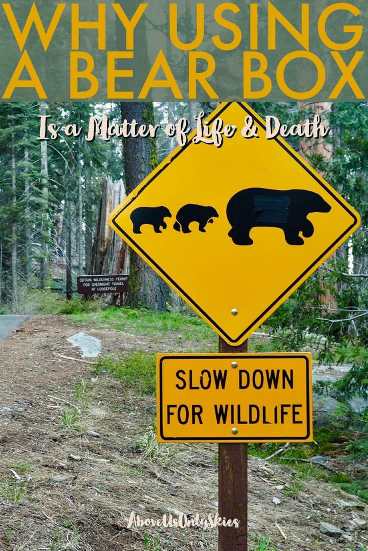 Using a bear box to store food is not only a legal requirement in certain Northern American national parks, it's also a potential lifesaver for any hungry bear that happens to wander into a campsite - here's why.. #BearBox #USANationalParks #TravelUSA #CaliforniaTravel