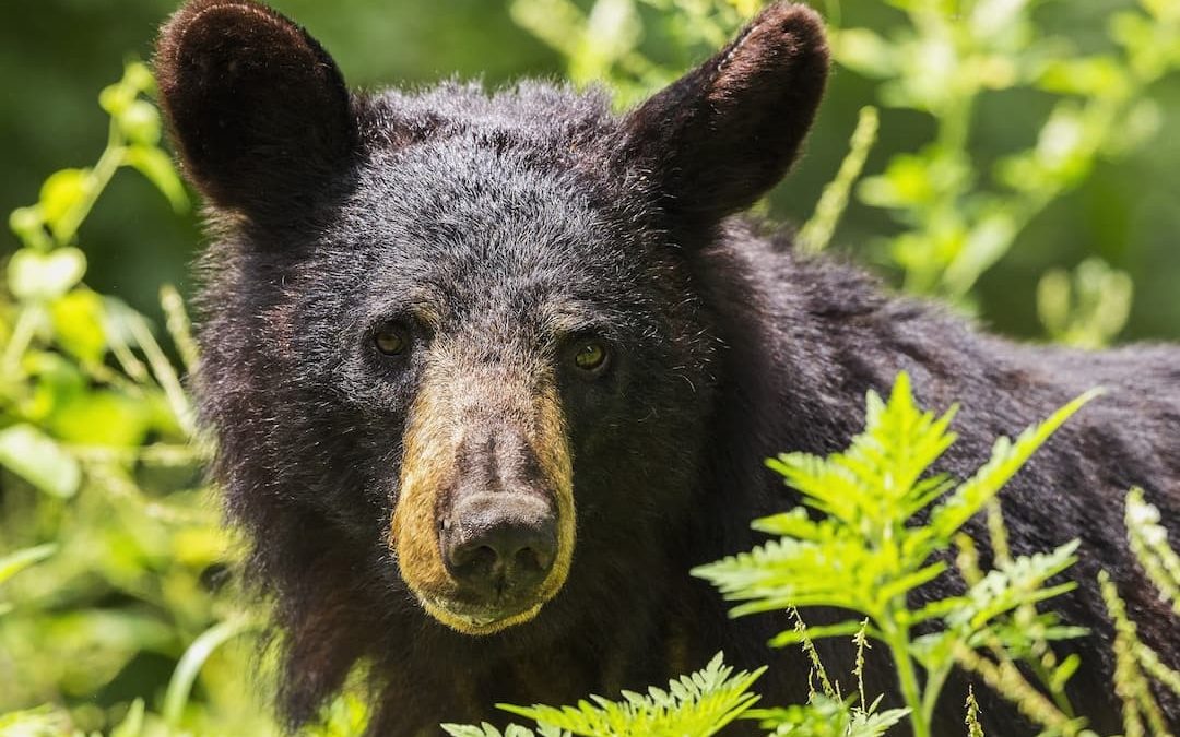 Why Using A Bear Box Is A Matter Of Life And Death