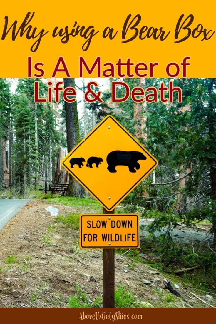 Using a bear box to store food is not only a legal requirement in certain Northern American national parks, it's also a potential lifesaver for any hungry bear that happens to wander into a campsite - here's why.. #BearBox #USANationalParks #TravelUSA #CaliforniaTravel