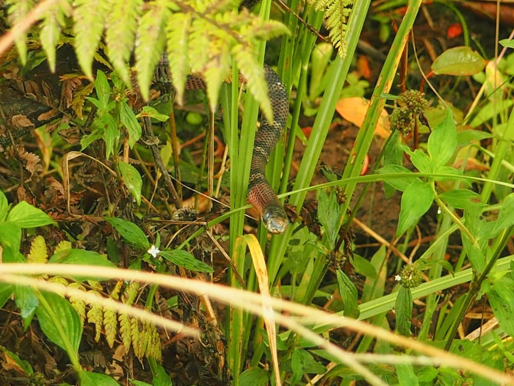 Coral snake on the Lost Waterfalls Trail