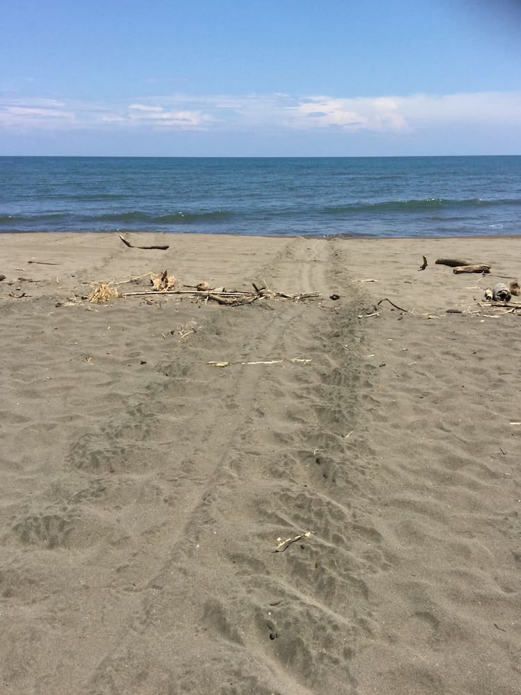 Turtle tracks to the sea on Tortuguero Beach