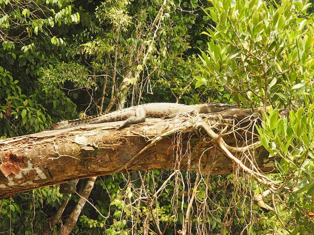 A crocodile relaxes on a tree trunk over the river