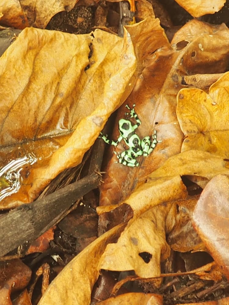 Green-and-black poison dart frog in Cahuita National Park - Costa Rica Caribbean Coast