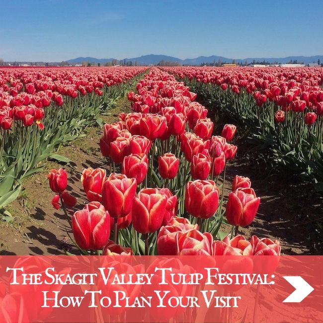 USA - Skagit Valley Tulip Festival