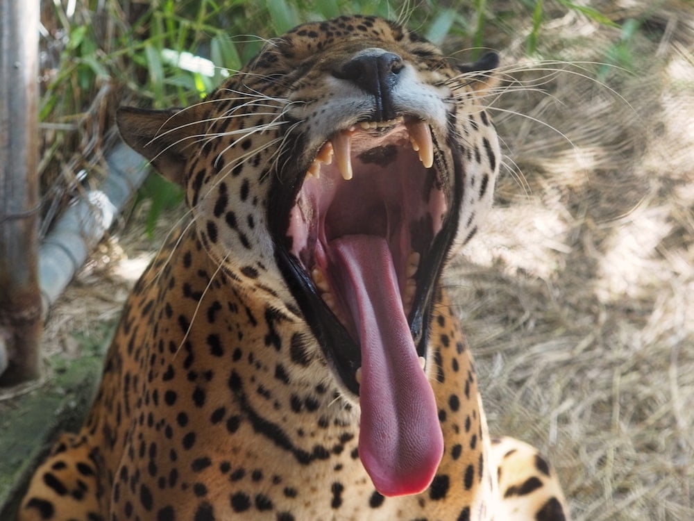 Roscoe the jaguar