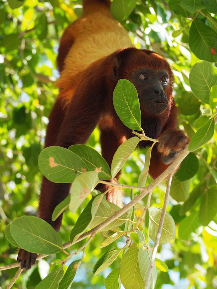Red howler monkey