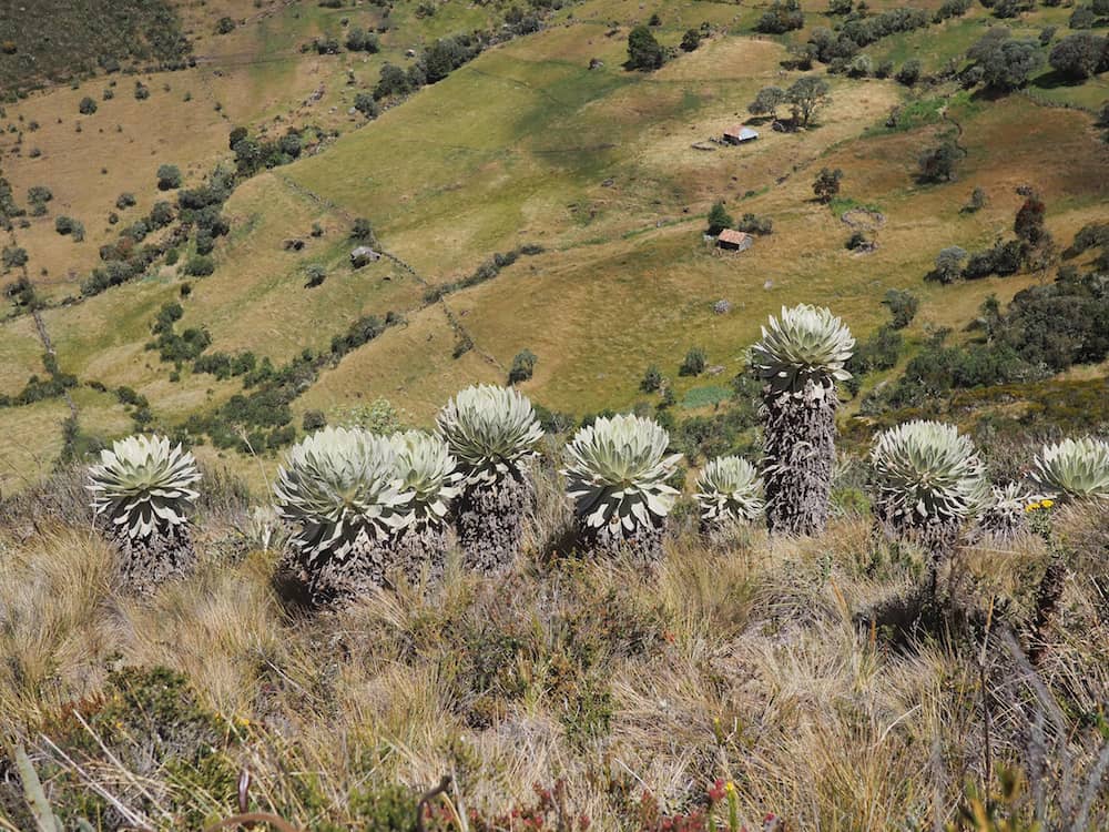 Frailejones on the hillside