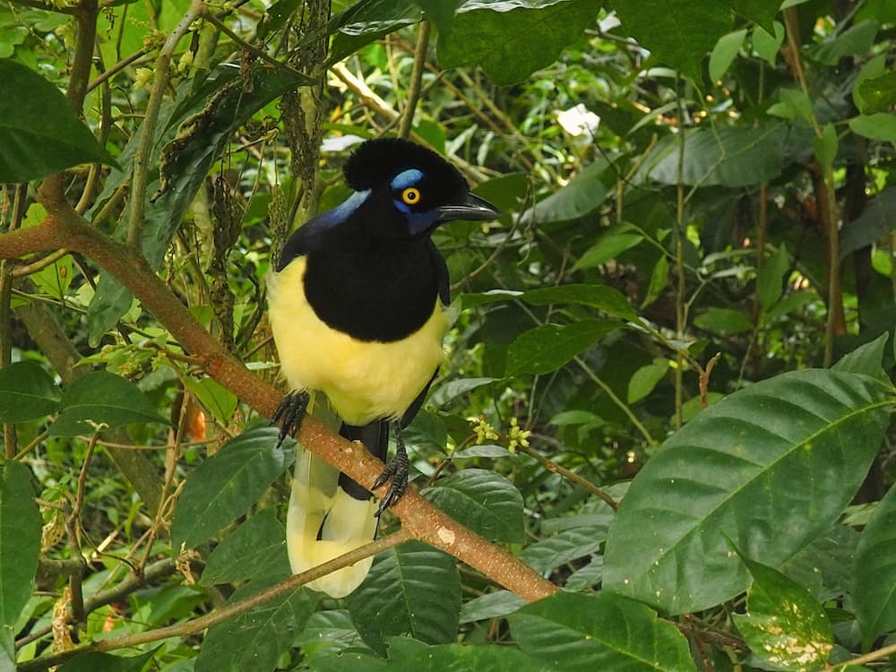 A Plush Crested Jay